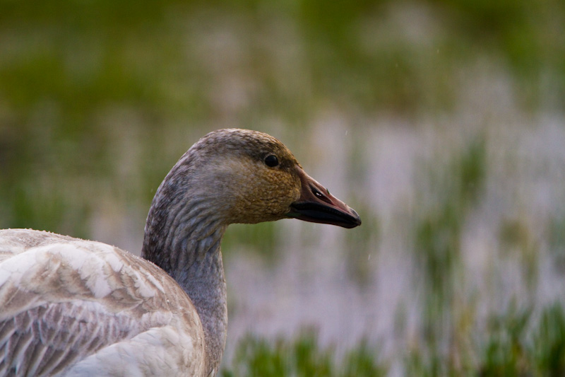 Snow Goose